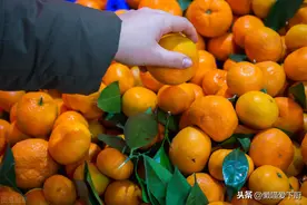 买橘子就要挑“母”的，牢记2招，轻松买到好橘子，一挑一个准图片