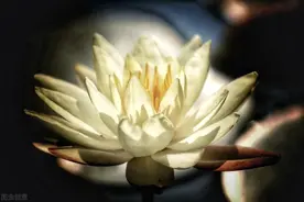 人人有觉性 可悟不可修图片
