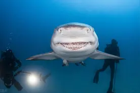 笑到变形是啥样？看看动物界有多欢乐，网友：嘴都快咧到后脑勺啦图片