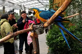 4千元内的4种中小型鹦鹉，其中居然有金刚鹦鹉，你想养第几种？图片