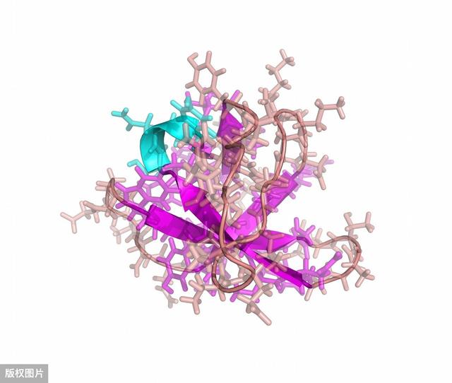 主管药师基础知识-生物化学1-蛋白质的结构与功能