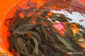 你知道钓鱼界“泥鳅党”的含义吗？不要因为无知跟风遭人耻笑图片