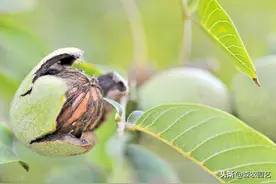 薄壳山核桃良种“金华”在湖南的引种、繁育及栽培技术，建议收藏图片