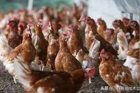 民间收集养鸡经验，对养鸡有益的草药，你知道几种?图片