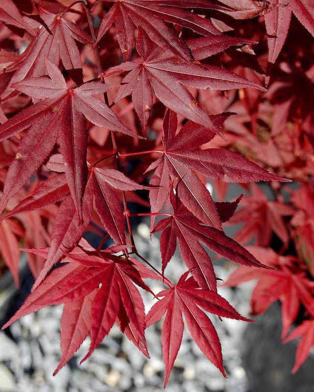 枫树的叶子有什么形状(来自东方的迷人树种日本枫树槭树养护指南)