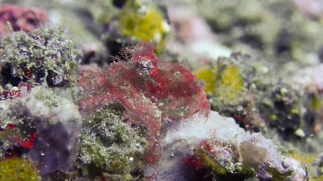 英男子印尼潜水发现极罕见"毛章鱼",周身小细毛还会变色
