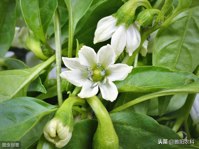 植物生长调节剂与植物激素有什么不同，这篇文章告诉你