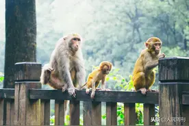 动物园里，切勿有爱乱投喂图片