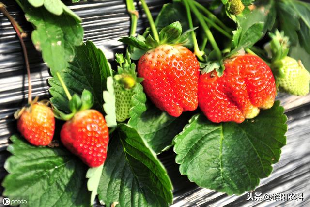 最好的全营养氨基酸叶面肥，产量能翻番，一季只需喷3遍