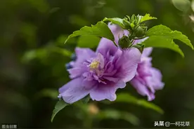 木槿花只能扦插？掌握种子繁殖，培育健壮实生根苗图片