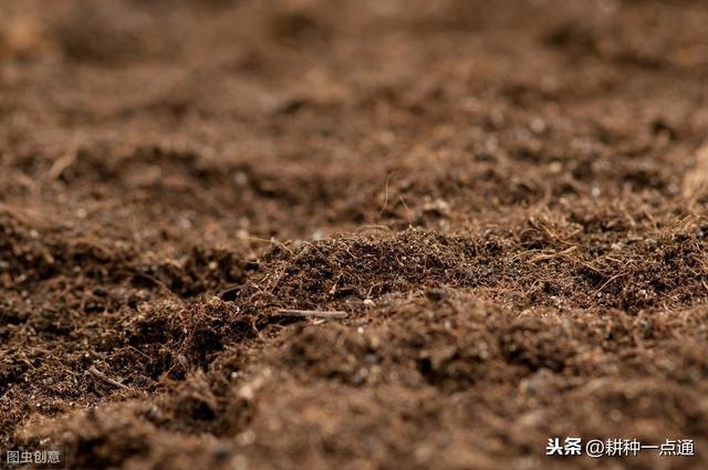 不健康的土壤往往表现得死气沉沉 所以种出来的蔬菜产量上不去