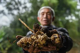 长得像生姜，过去农民用来喂猪，今一斤20元不愁卖，见到要珍惜图片