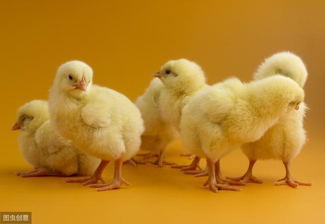 养殖干货——家禽免疫详解，建议收藏