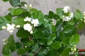 这“3种花”现在扦插，剪个枝插盆里，很快就冒新芽，成活率高！图片