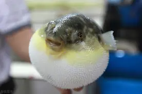 你知道这条会生气的鱼有多美味吗？图片