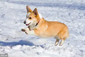 超萌短腿小柯基蹦蹦跳跳闯进你的心图片