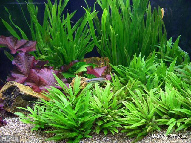 辟谣：水草不能代替硝化细菌处理鱼缸氨氮？其实水草除氨效果更好