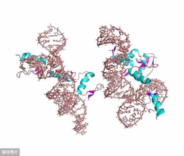 主管药师基础知识-生物化学1-蛋白质的结构与功能