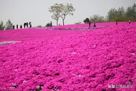 芝樱花耐旱耐寒，花朵绚丽，抓好2个关键技术就能年年成花海图片