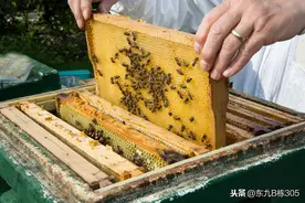 管理好交尾群，何愁养不好强群图片