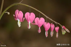 春之诗 | 桃花一簇开无主，可爱深红爱浅红图片