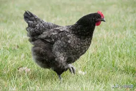 农村有人高价专收5年以上的老母鸡，传说中的“鸡宝”真的存在？图片