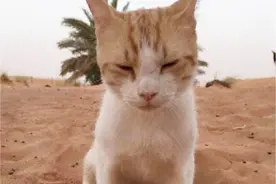 远嫁迪拜的日本女人，圈了一块5万平方的沙漠养猫，大型猫砂盆图片