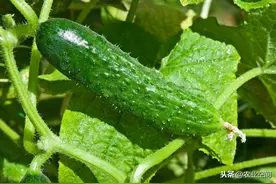 黄瓜采收后几天就会衰老，黄瓜的贮藏保鲜要注意的事项图片