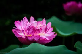 碗莲花苞长不大？提前做好这5点，花苞蹭蹭长，开花又大又鲜艳图片