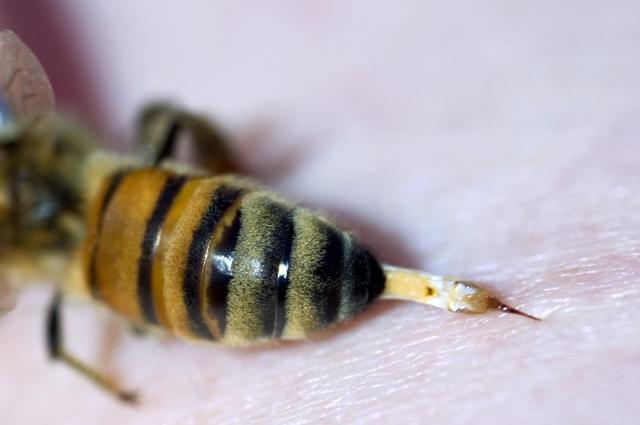 蜂毒化学成分及其作用机理研究进展