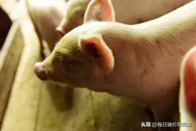 仔猪“油皮病”—葡萄球菌引起的皮炎图片