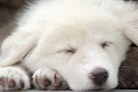 幼犬喂养应该注意哪些事项？新手铲屎官必学，对狗狗有好处图片