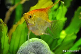 水清不等于水好？鱼缸水中的硝酸盐，我们到底该怎么办？图片