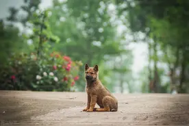 儿子教小土狗“认字”，狗子态度逗笑网友：一个敢教，一个敢学图片