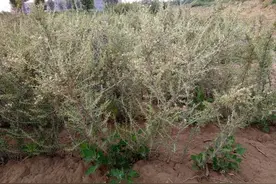 因富含花青素被炒到上百元，如今价格一落千丈，农民：本都没回来图片