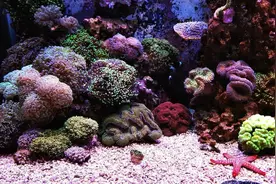 色彩夺目的珊瑚让人心往，有4种不难养，照着做你也可以养好图片