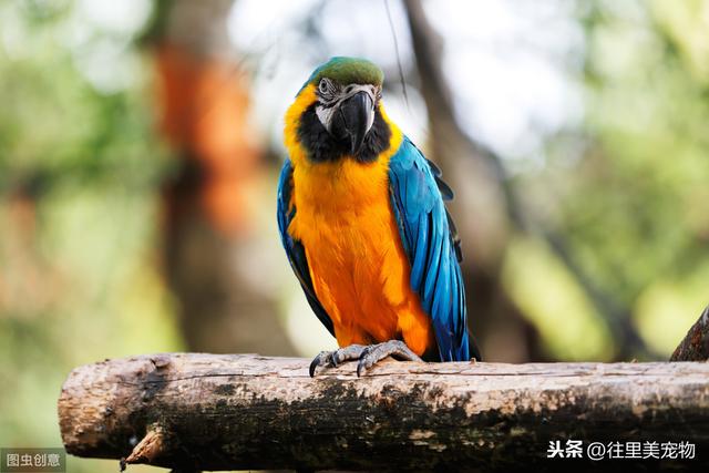 详解宠物鸟饲养过程中，常见内、外科疾病的症状及防治方法