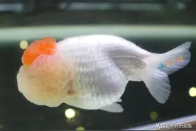 辟谣！换水后观赏鱼出现应激反应，呆呆的不精神，需要马上用药？图片