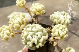 养多肉的人，热情常在，青春永恒，恰似少年图片
