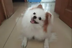 我家博美成了精。狗子到底有多聪明？图片