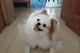 我家博美成了精。狗子到底有多聪明？图片