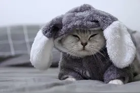 全球最贵的十种猫，它们都是可爱的代表吖图片