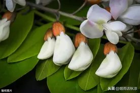 槐花香甜但保质期短，教你三种能够延长槐花保质期的小妙招图片