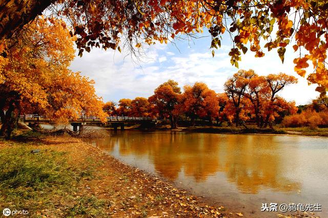 不知道乌龟如何冬眠？鸫龟先生干货分享乌龟冬眠方法全套解决方案