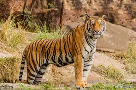 孟加拉虎Bengal Tiger图片