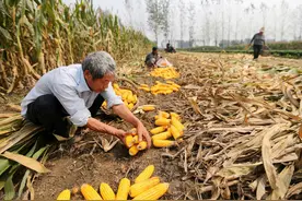 农村耕地抛荒，专家提出强制性建议，农民说出三点专家沉默图片