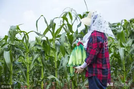 农民种植玉米新品种，儿子采取一个措施后，每亩收益近万元图片