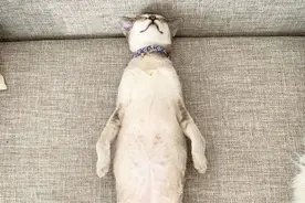 偷偷告诉你，我家猫就快修炼成人了图片