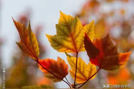拍绝美秋景照片11大技巧，美与丑一念之间，秋天摄影不可错过图片