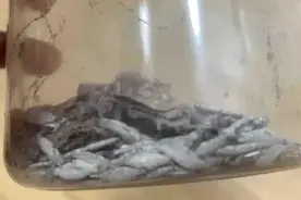 抓不尽！广东一男子家被怪虫“光顾”，每天抓10多只！专家：这些东西招虫图片